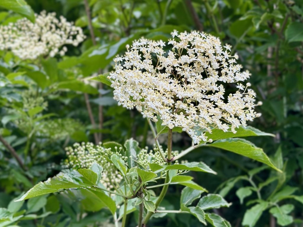 Elderflower growing on an elder tree, close up of the white flower