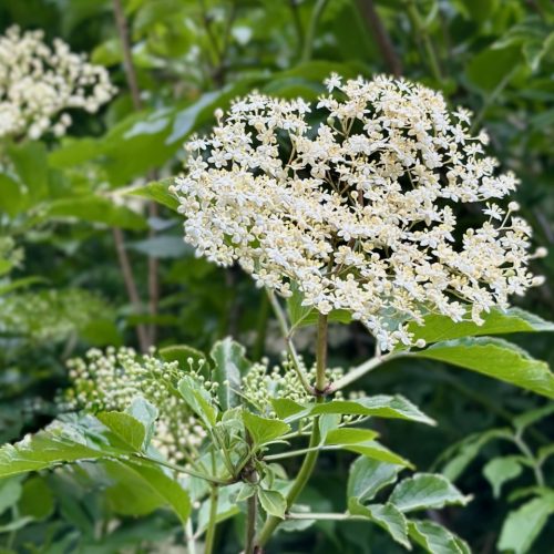 Elderflower growing on an elder tree, close up of the white flower
