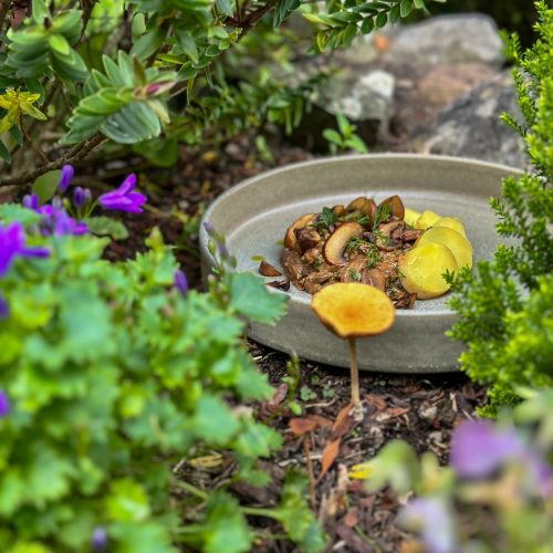 A rustic plate of rich and tasty vegan mushroom strogranoff. With slices of Jersey Royal potatoes on the side. Placed amongst the garden flowers.
